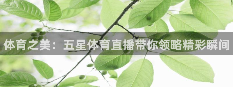 9255tv直播nba在线直播：体育之美：五星体育直播带你领略精彩瞬间