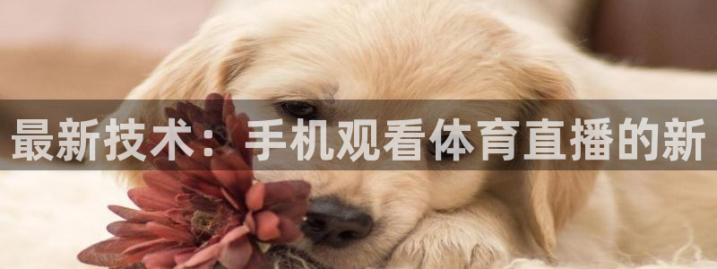 9255tv直播无插件nba：最新技术：手机观看体育直播的新